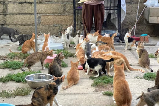 The Guardians of Kittens in the Countryside